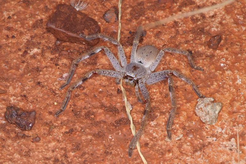 Holconia_ZZ306_D3436_Z_92_E. of Nuendah homestead_Australie.jpg